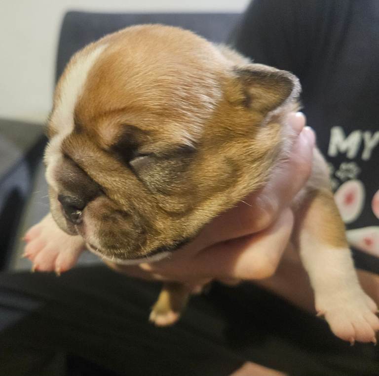 KC English bulldog puppies