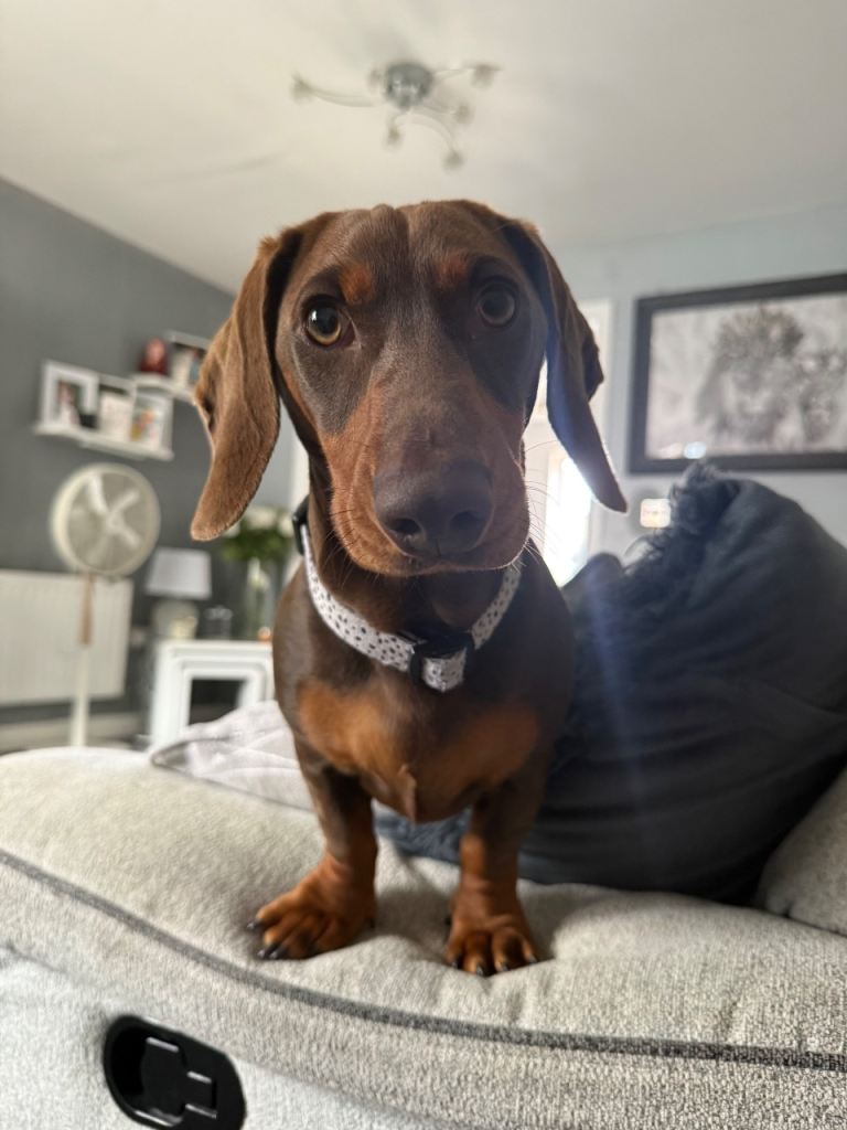 Male dashound puppy 