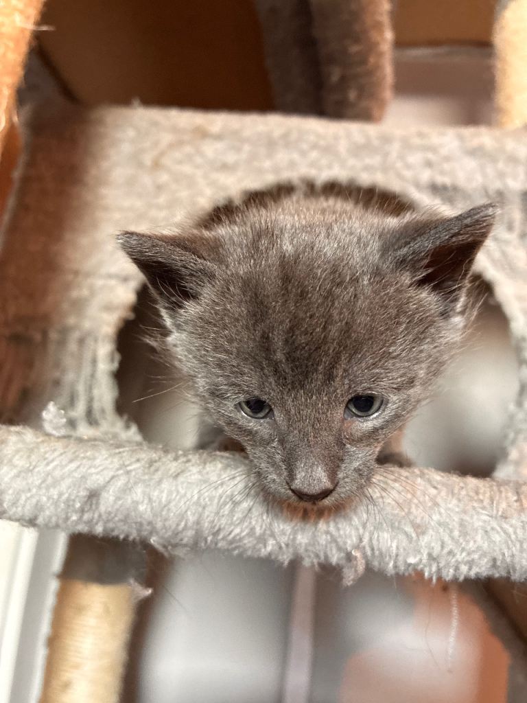 Kittens Ragga muffin/maincoon mix 