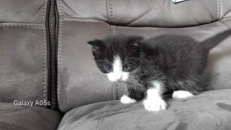 Kittens 