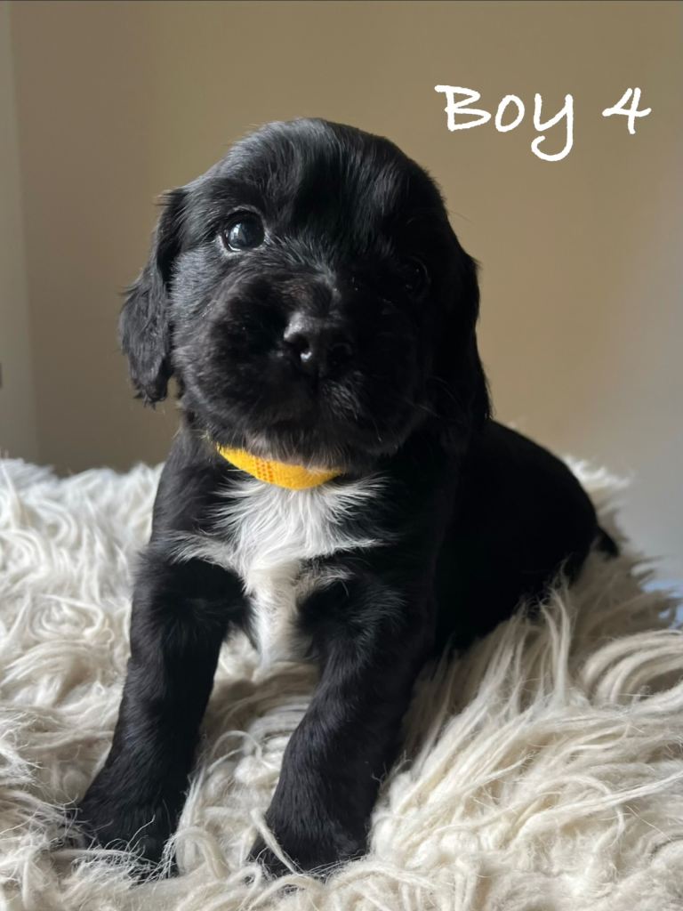 Stunning KC Registered Cocker Spaniels