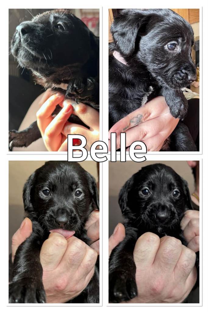 Labrador pups for sale 