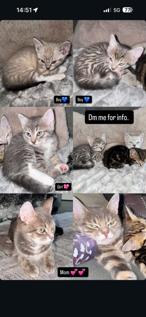 Kittens ready to go to beautiful homes 