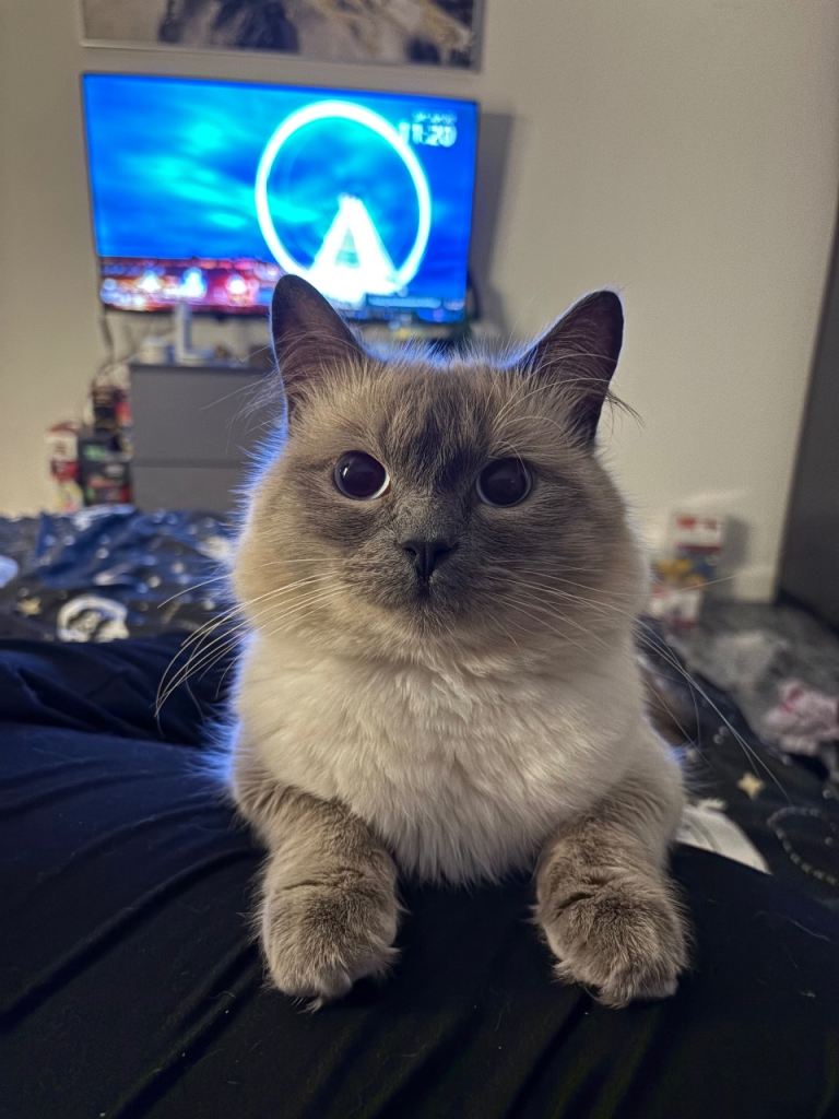 Male Ragdoll - 1.5 years old 