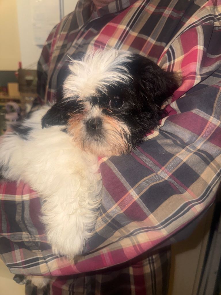 SOLD 2 x male Shih Tzu puppies for sale