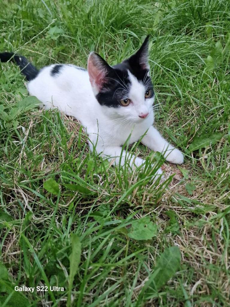 Kitten