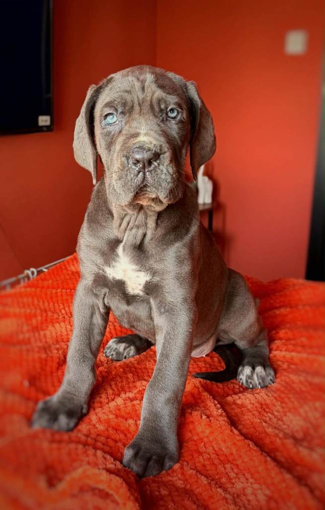 Cane Corso puppies ICCF registered fully health tested parents