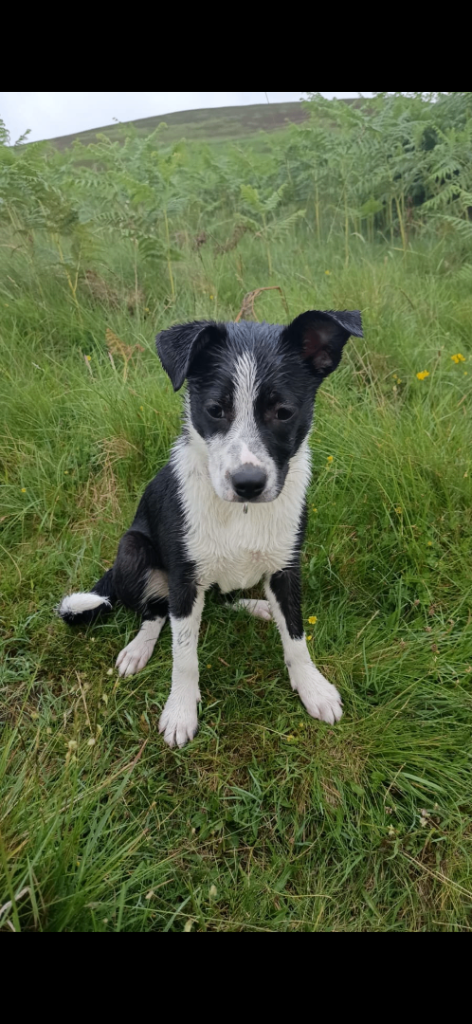 Jack Russell X Border Collie 9 months 