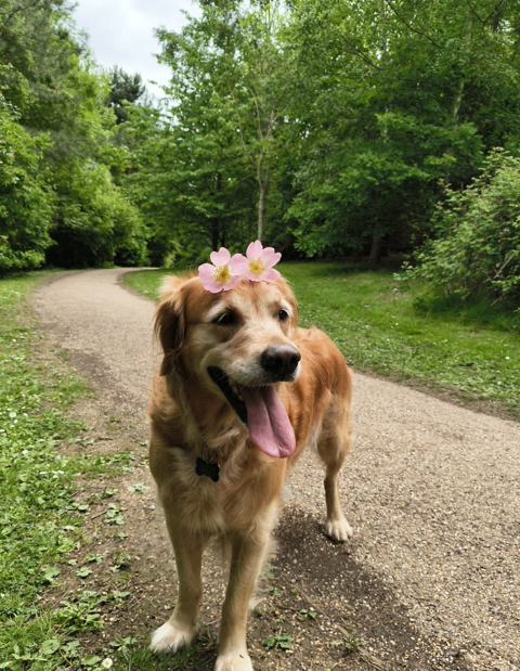 Family pet Rehome