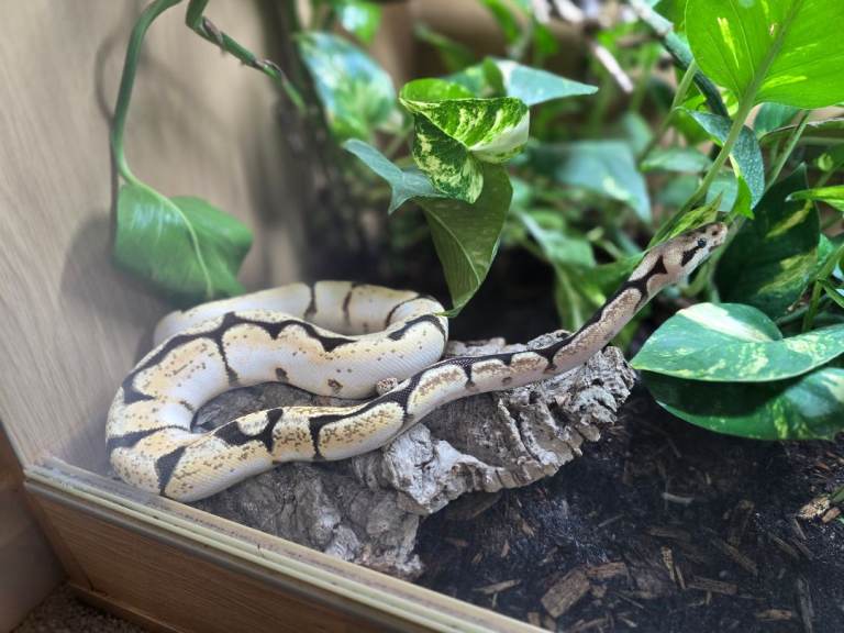 Bannan ball python 