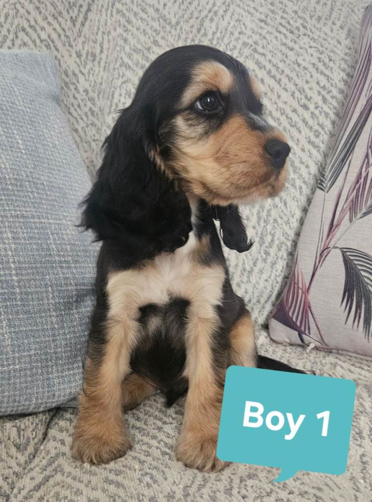 READY TO GO 3Boys 1Girl Show cocker spaniels