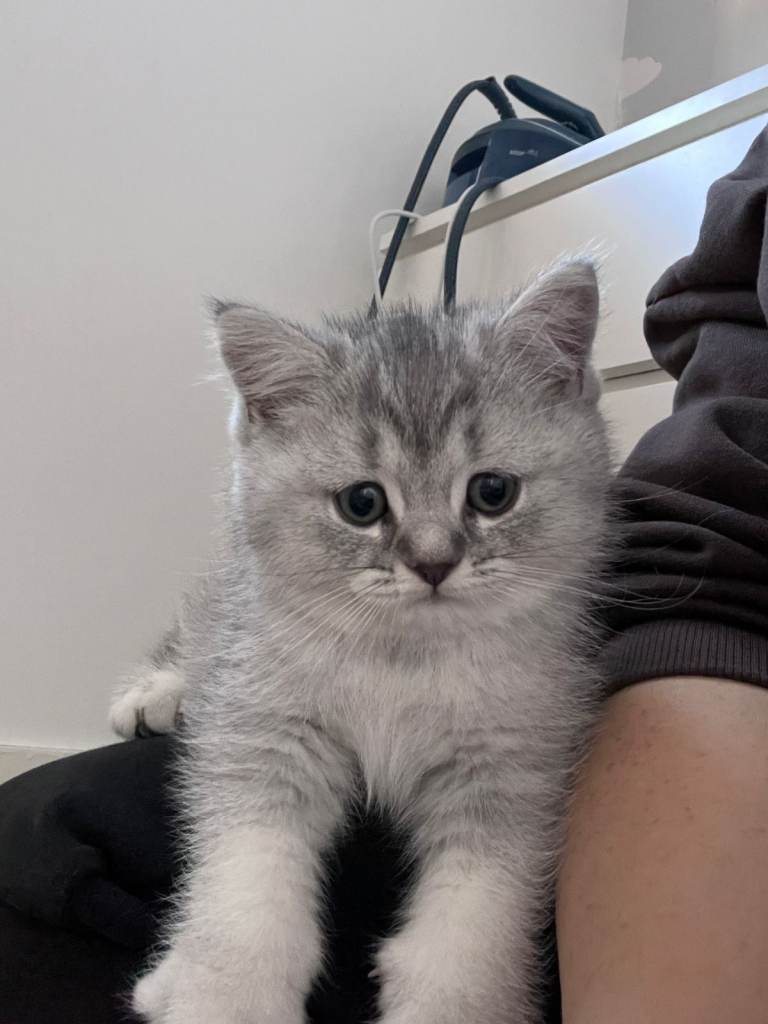 British Short Hair Kitten