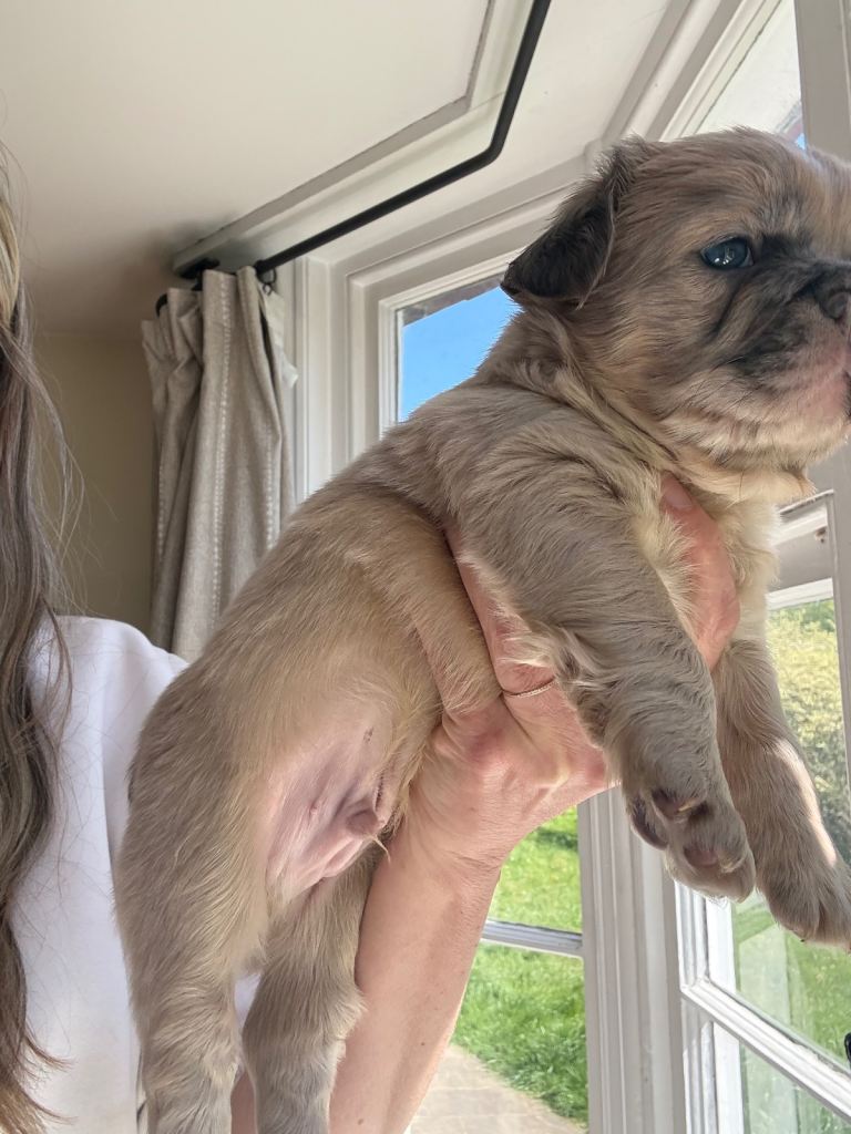 Beautiful family raised French bulldogs. Fluffy and straight 