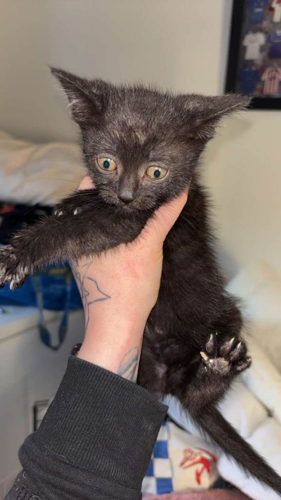 Kittens ready to go now