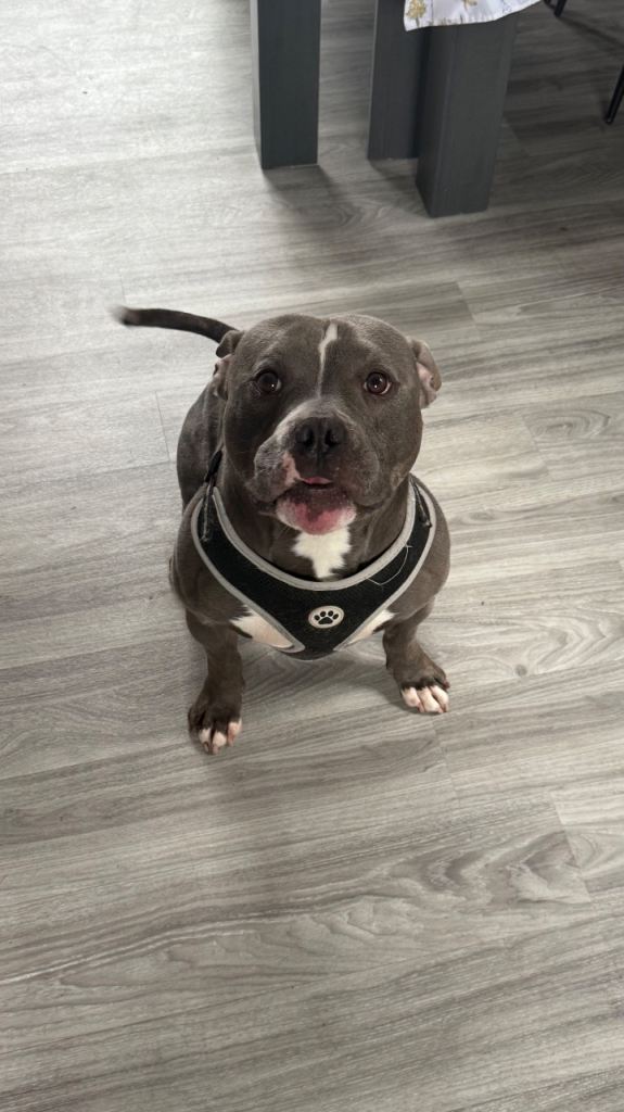 Standard American bulldog 