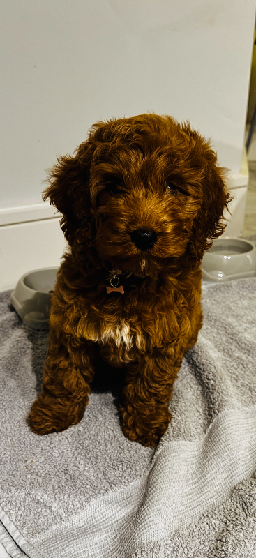 Female cockapoo 4 months old 