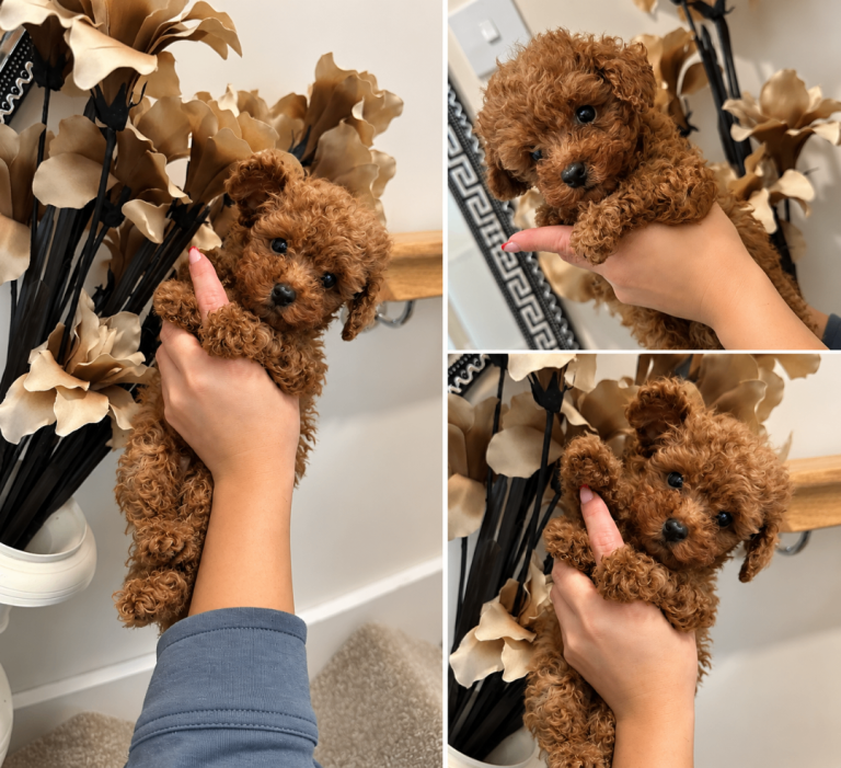 ✨✨🪐Asian extra toy maltipoo Teddy bears 🧸 