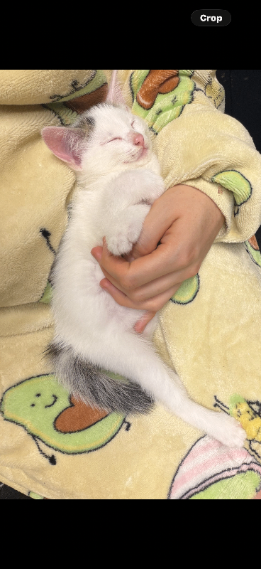 Female kitten left 