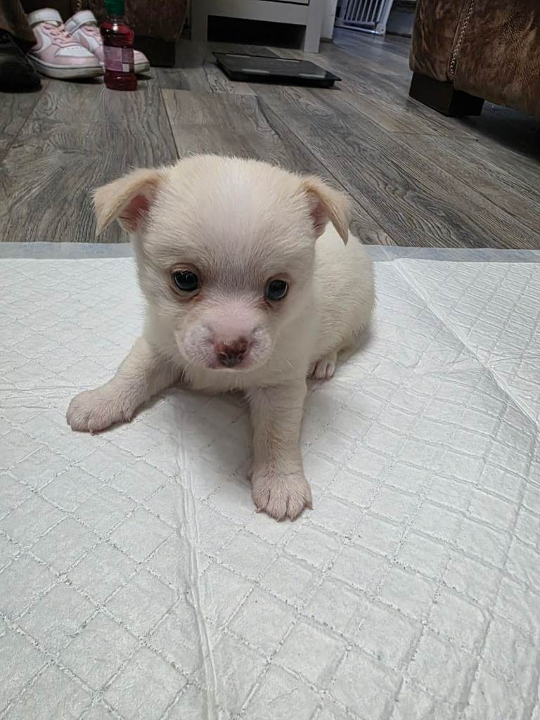 Pomchi pup's 