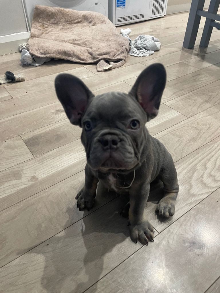 KC reg French bulldog