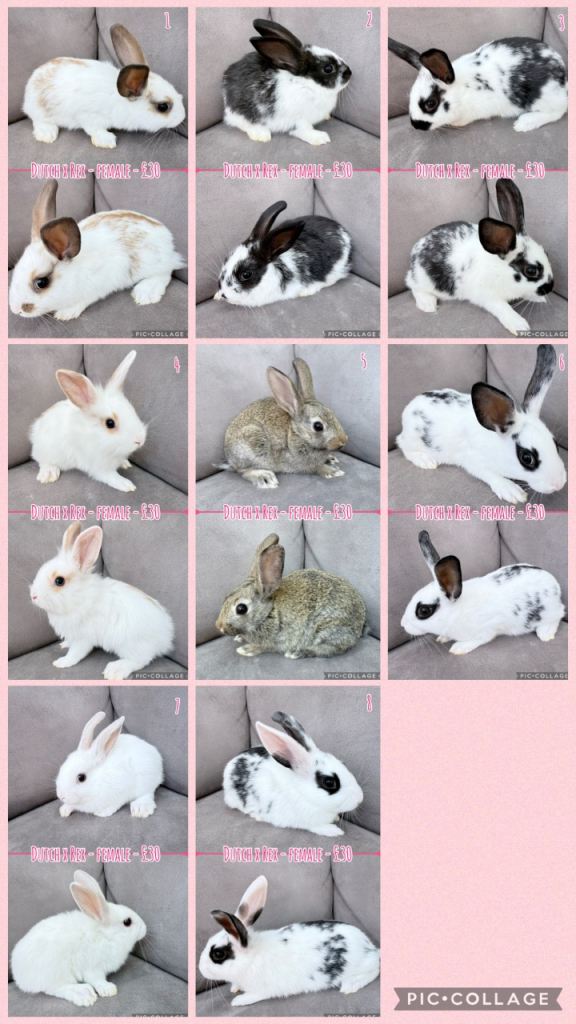 Female Dutch x Rex Baby Rabbits