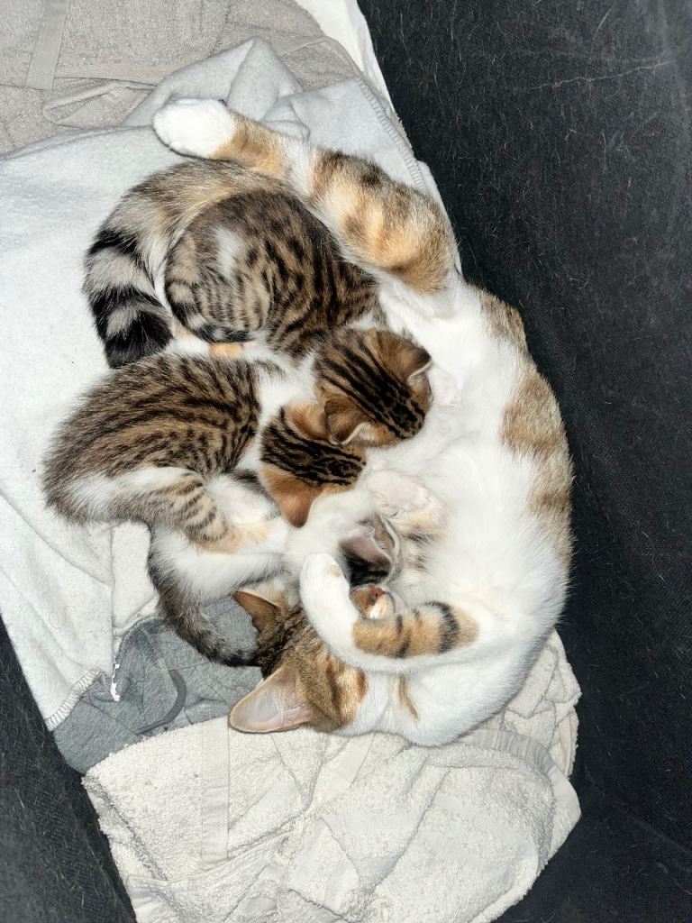 3 Gorgeous Part Bengal Kittens for Sale 🐾 Ready to leave 10th June!