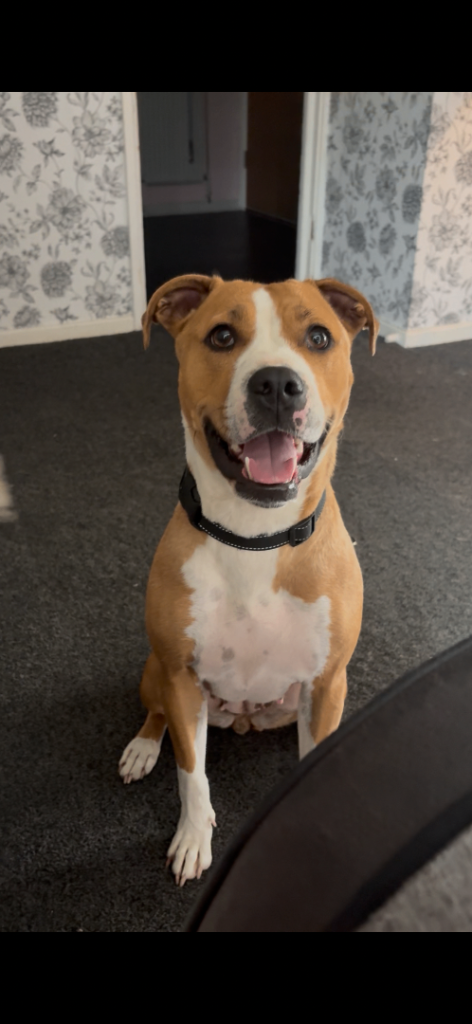 American bulldog 