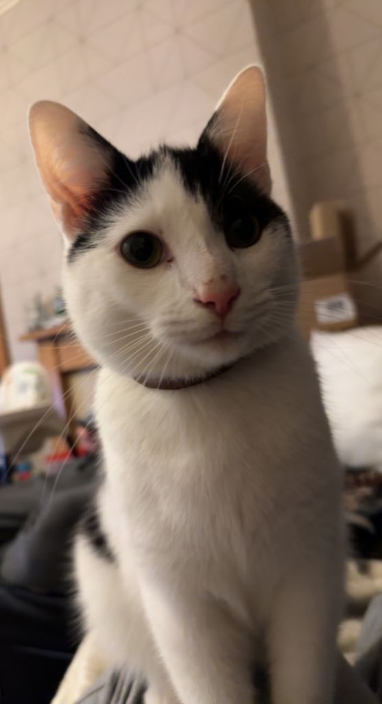 🐾 Loving Home Needed for Yoda – a Gentle 4-Year-Old Indoor Cat 🐾