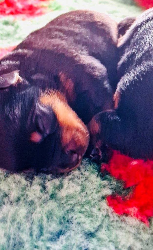 Rottweiler puppies