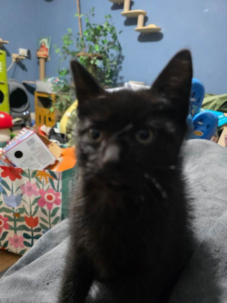 2 kittens 10 weeks old