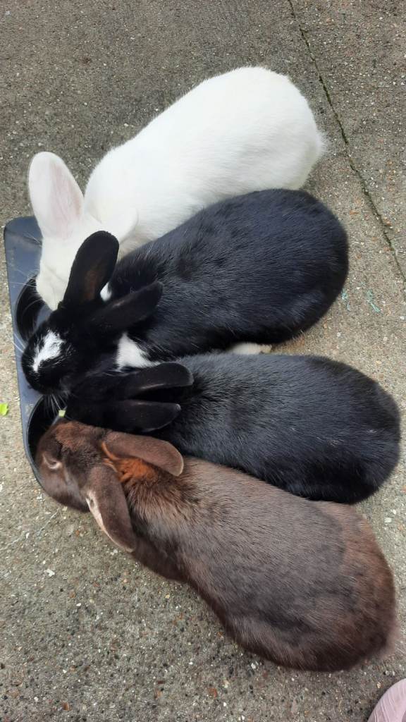 rabbits for sale