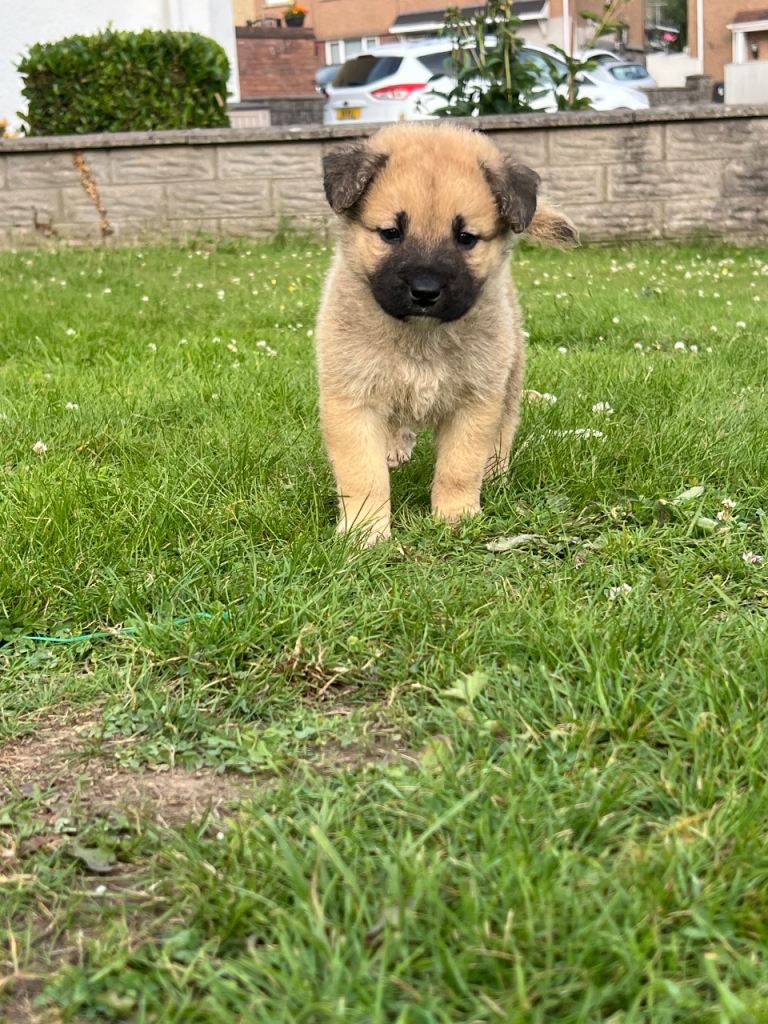 7 beautiful Malkita x puppies with unique colours