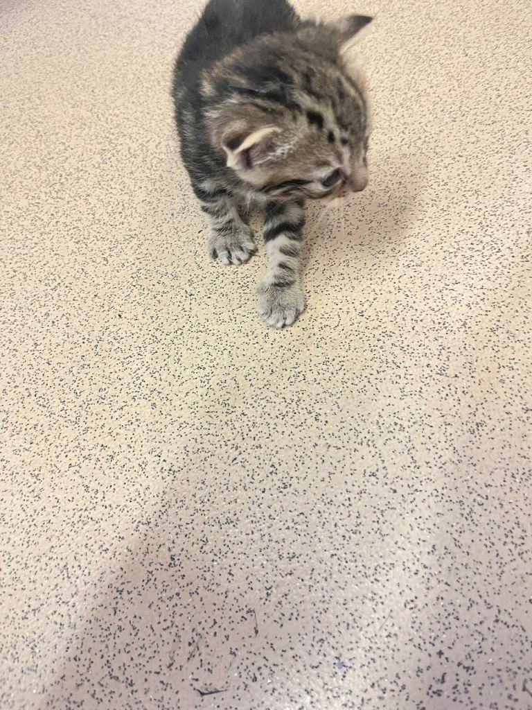 Kittens £60 ONO (Male & and Female) Ready To Leave NOW 