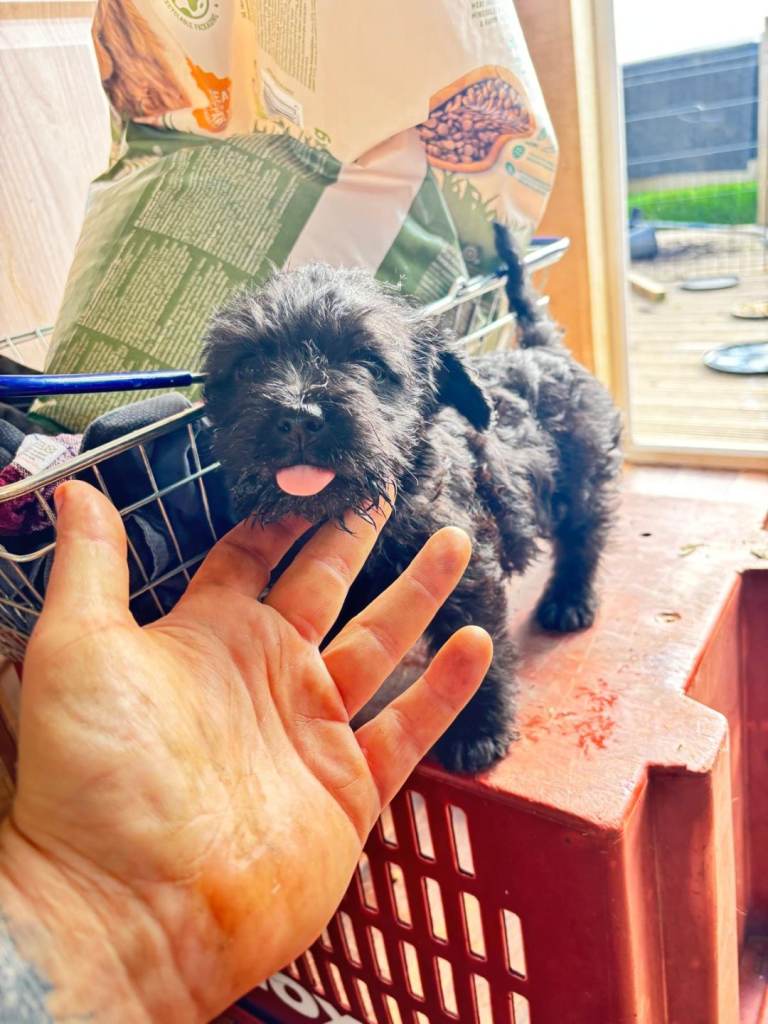 Gorgeous puppies for sale ONE GIRL LEFT 