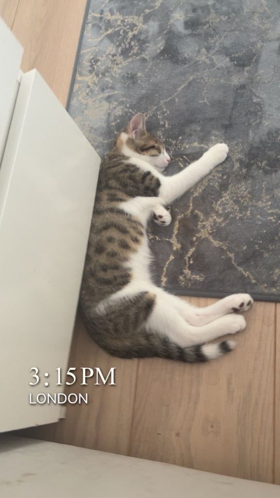 Adorable Tabby and White Kitten