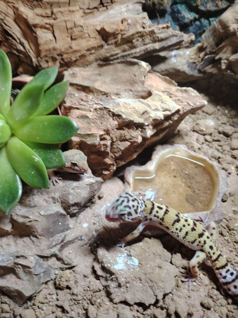 Leopard gecko 