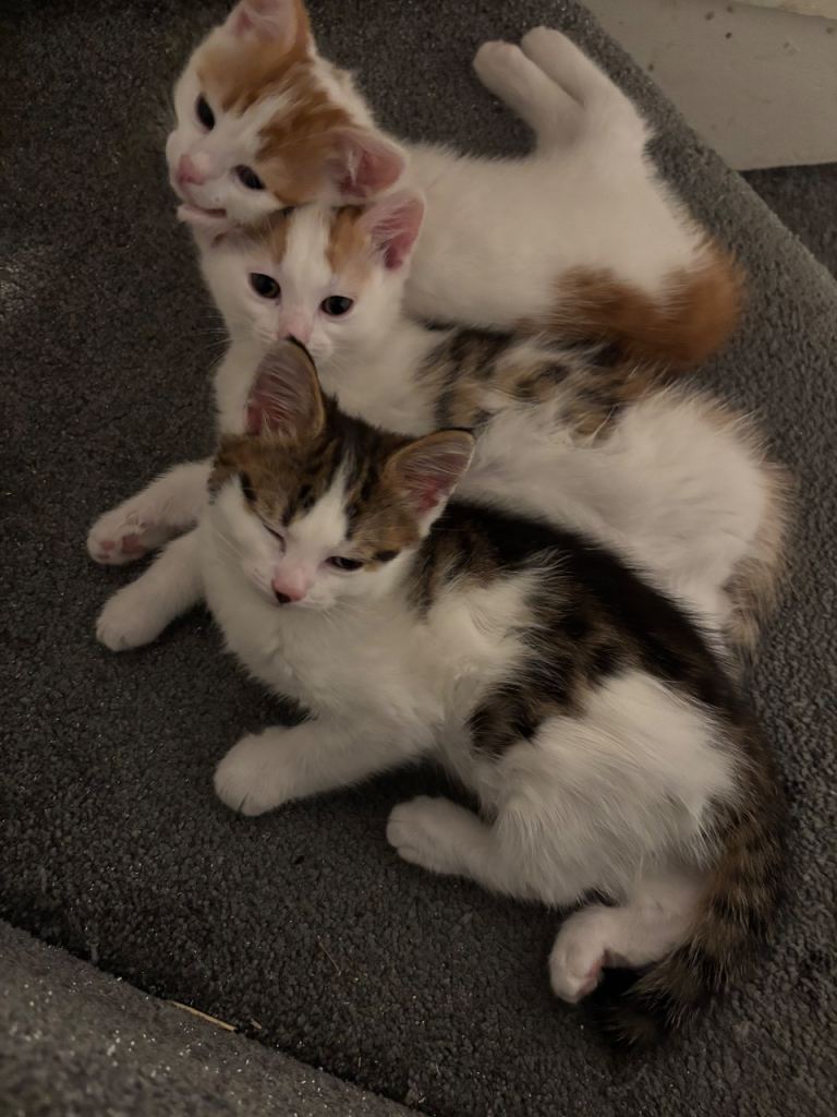 Kittens