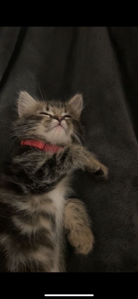 Kitten for sale 