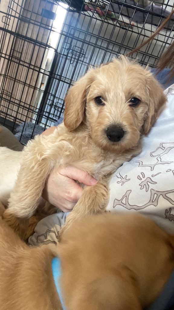 Last two! School Dog Multigen Labradoodle Puppies