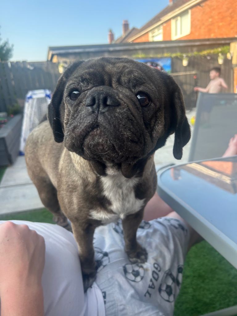 Frenchie x pug