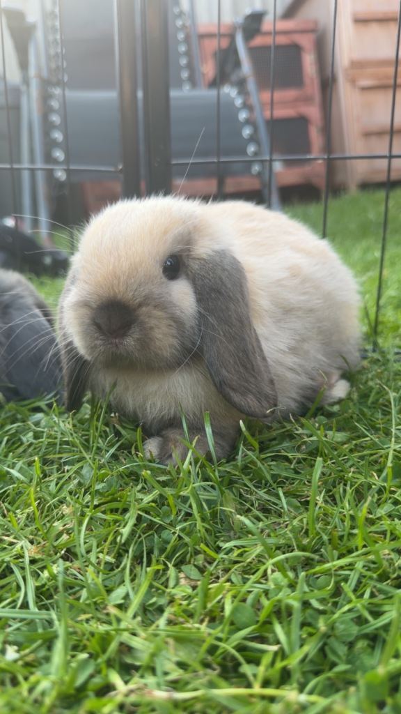 Pure bred mini lop bucks ready to leave