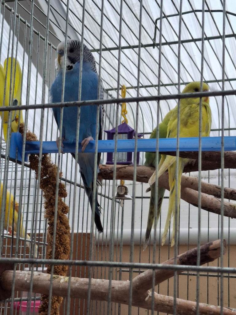 2 Baby Budgies & Cage on Stand