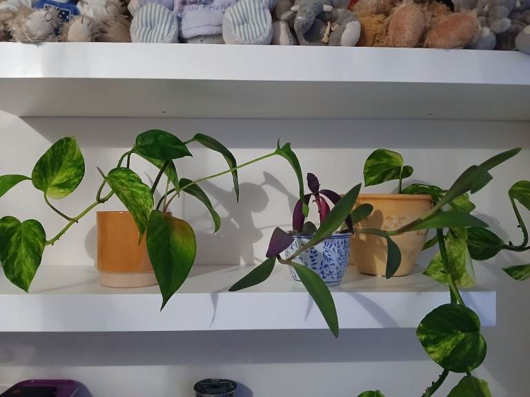 image for Houseplants in pots £5 each