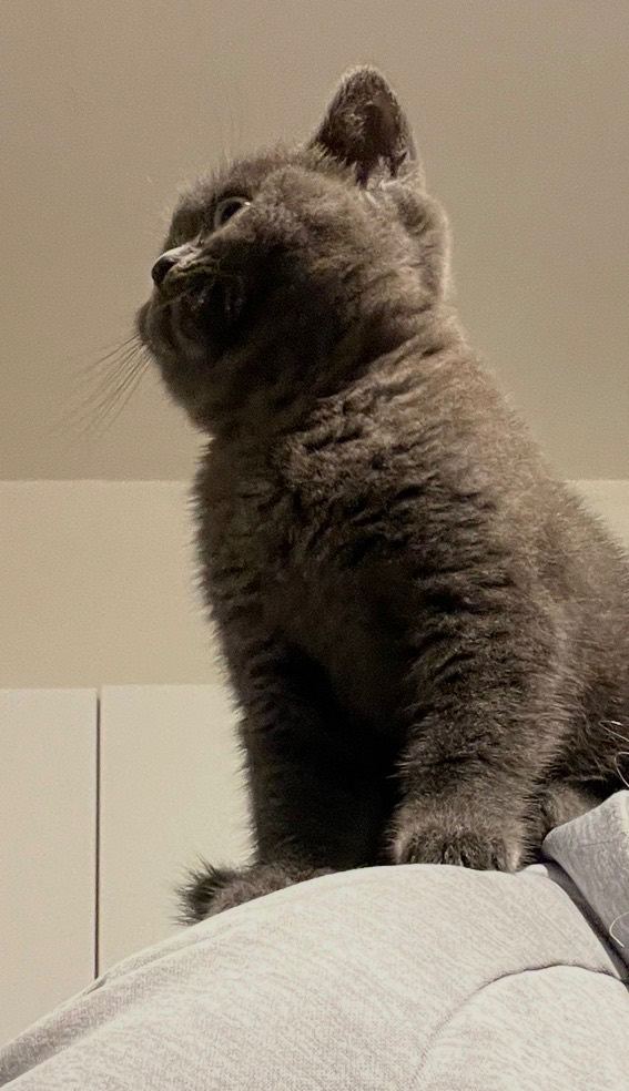  Stunning British Shorthair Female Kitten (12 Weeks)