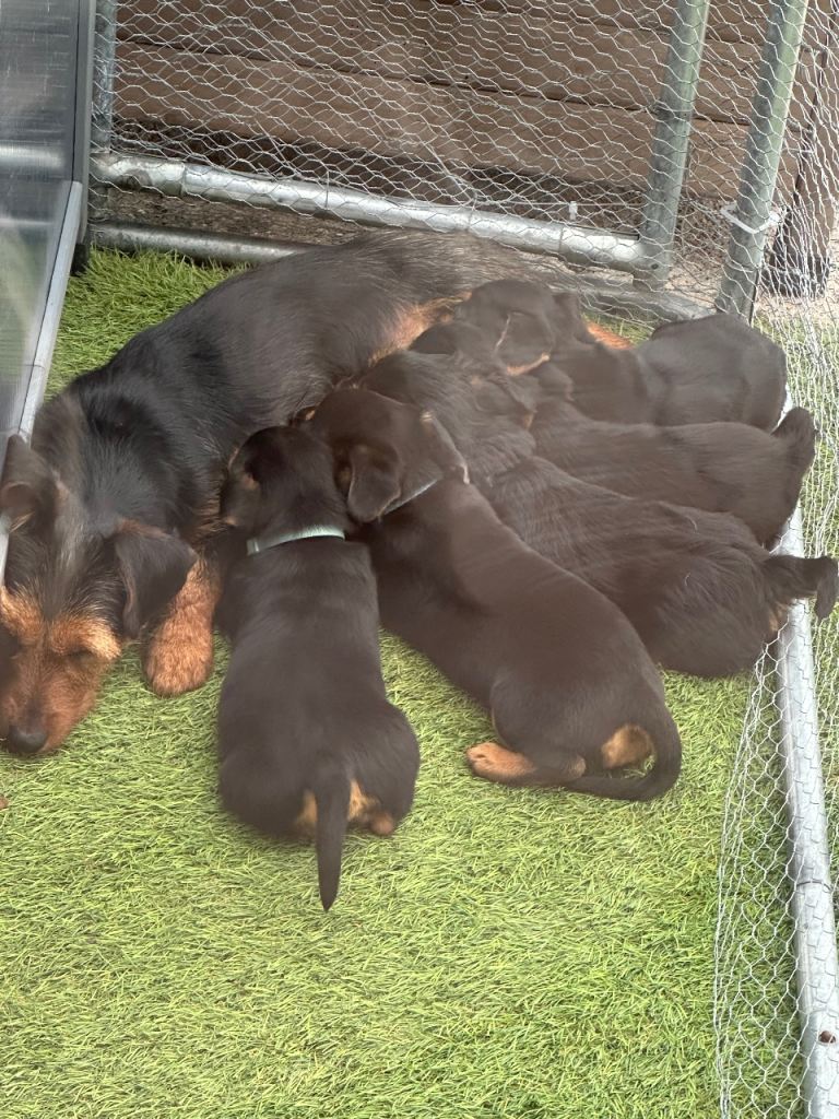 Puppies 🐶 looking for forever homes