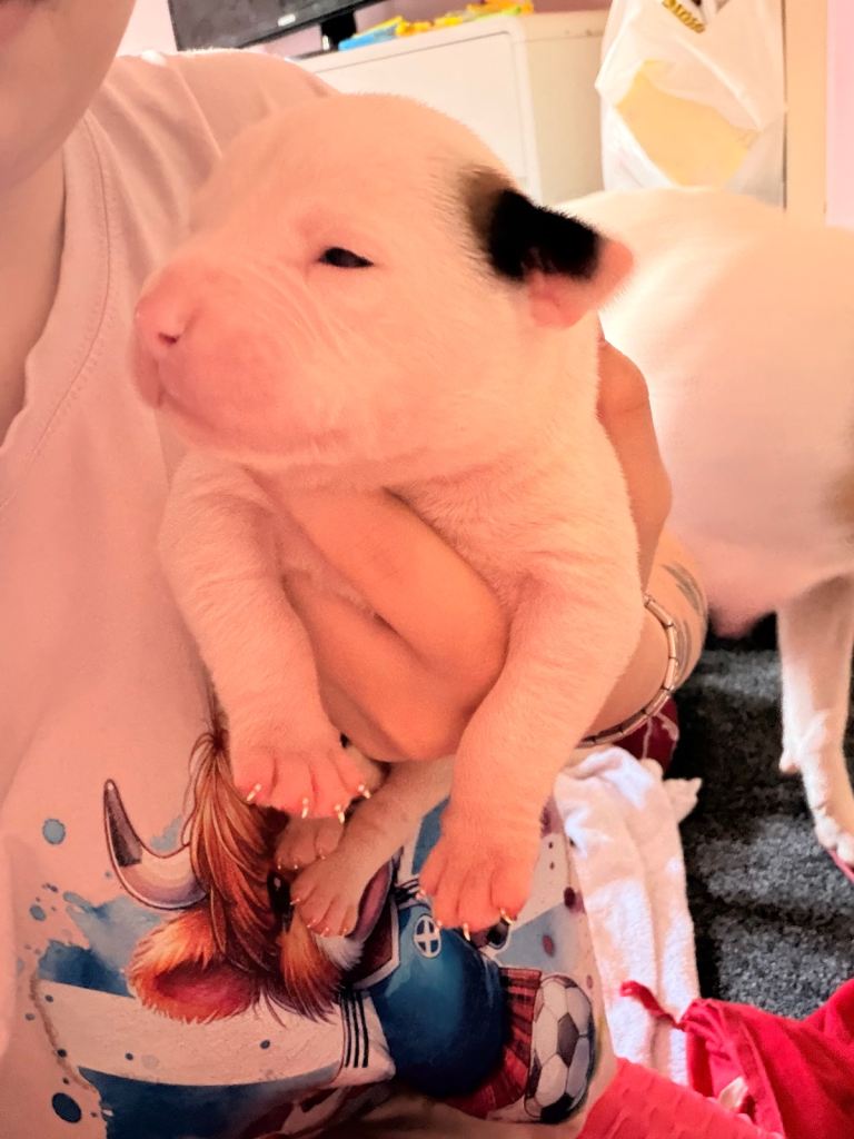 American Bulldog Puppies