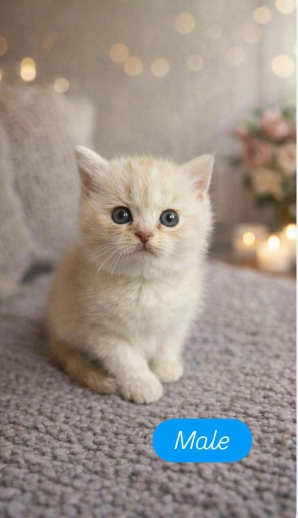 Stunning British Short Hair kittens( 2 left )