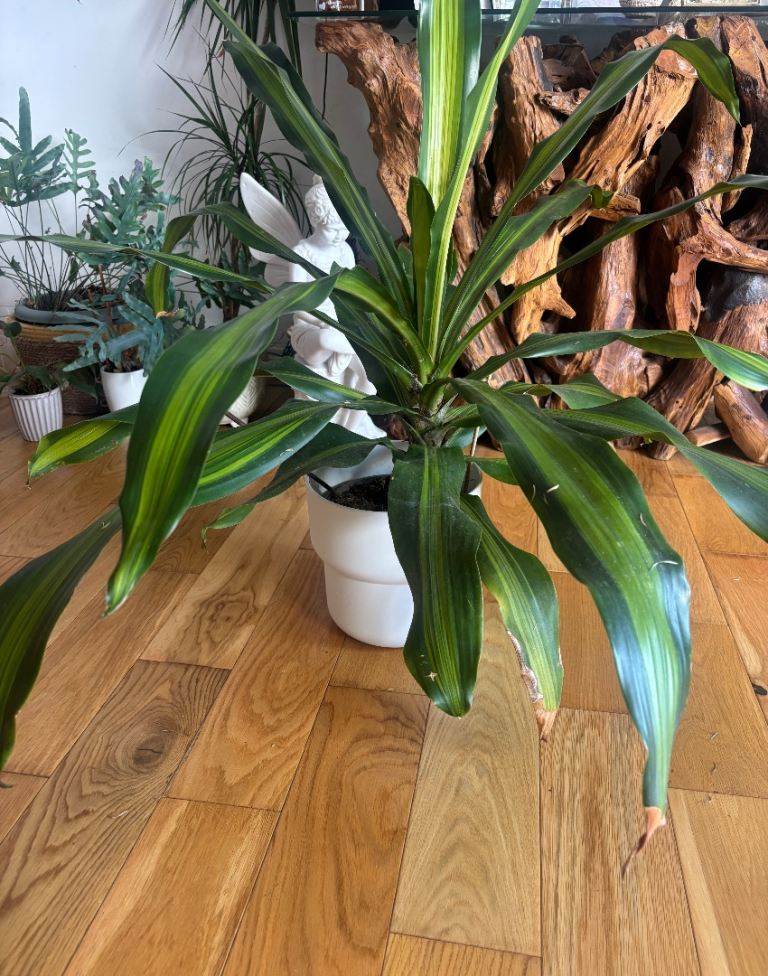 Dracaena Plants