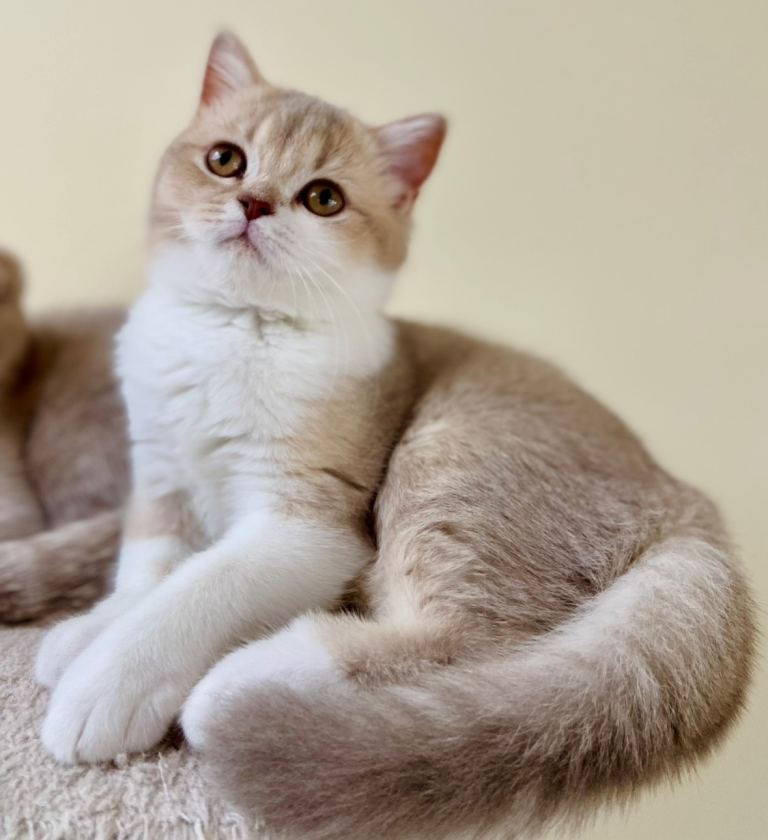 Pedigree kittens