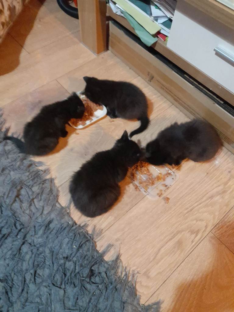 4 black kittens looking for their forever homes 